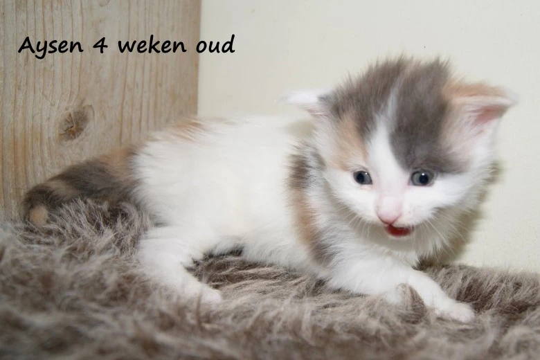 Aysen